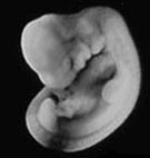 [Figure2.8.1 (cat embryo)]