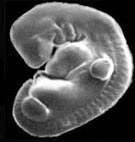 [Figure2.8.1
(human embryo)]