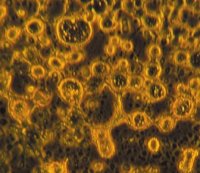 These droplets—residues of organic ices exposed to ultraviolet light and then mixed with water—have structures similar to cell membranes.